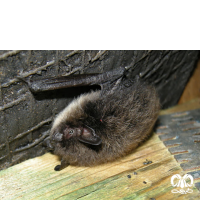 گونه خفاش سبیل‌دار Whiskered Myotis